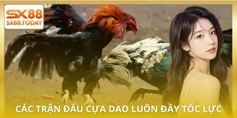 da-ga-cua-dao-luat-choi
