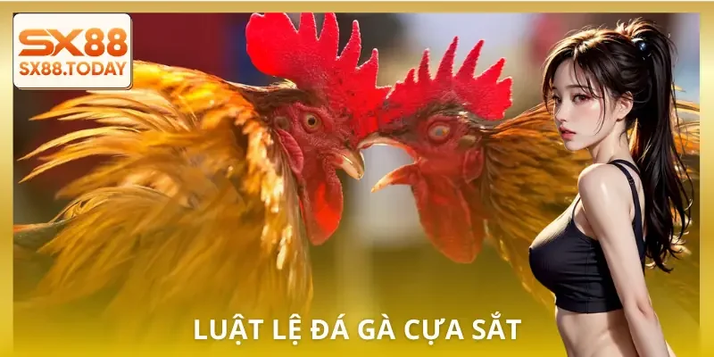 da-ga-cua-sat-luat-choi